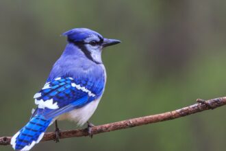 Do-Blue-Jays-Eat-Ants