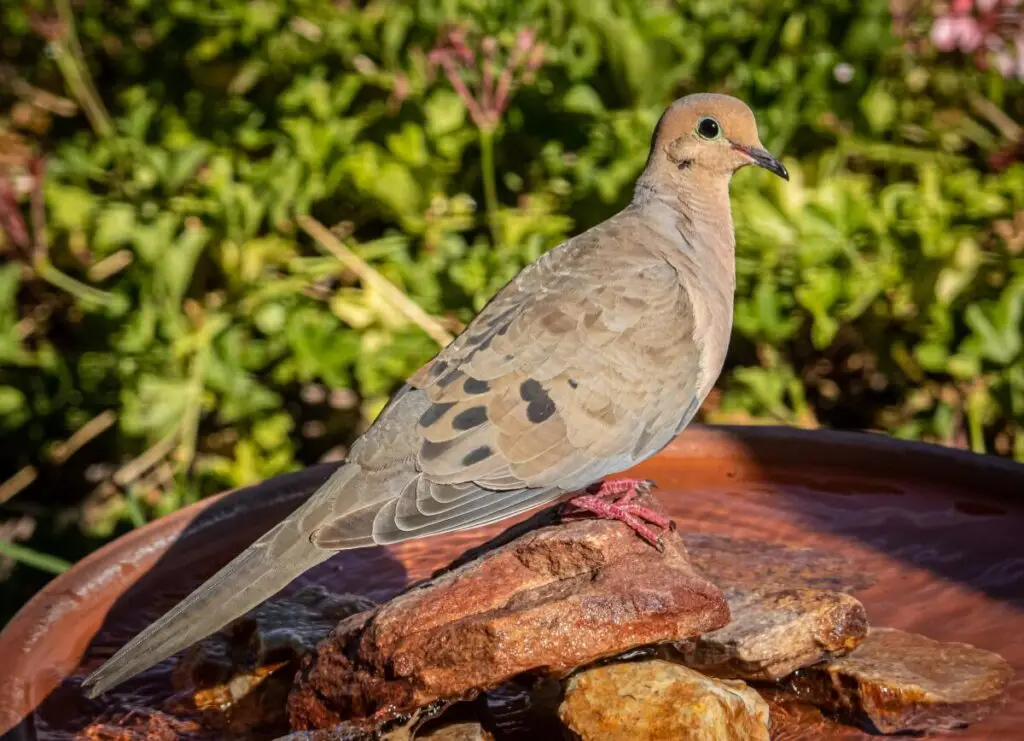 do-mourning-doves-eat-from-bird-feeders