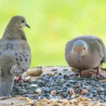 Do-Mourning-Doves-Eat-Peanuts