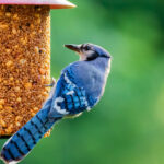 What-Do-Baby-Blue-Jays-Eat