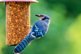 What-Do-Baby-Blue-Jays-Eat