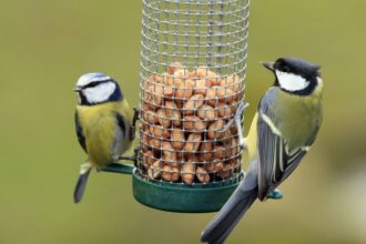 how-often-should-you-clean-bird-feeders