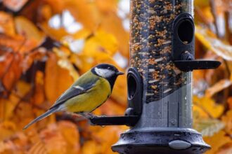 is-it-safe-to-clean-bird-feeders-in-your-kitchen-sink