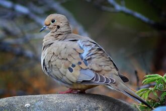 do-mourning-doves-eat-suet