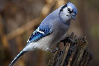 Amazing-Facts-About-Blue-Jays