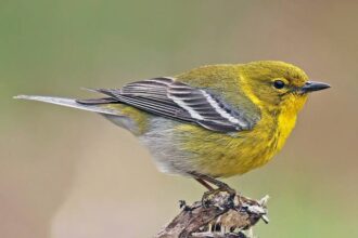 do-birds-utilize-solar-power-in-winter