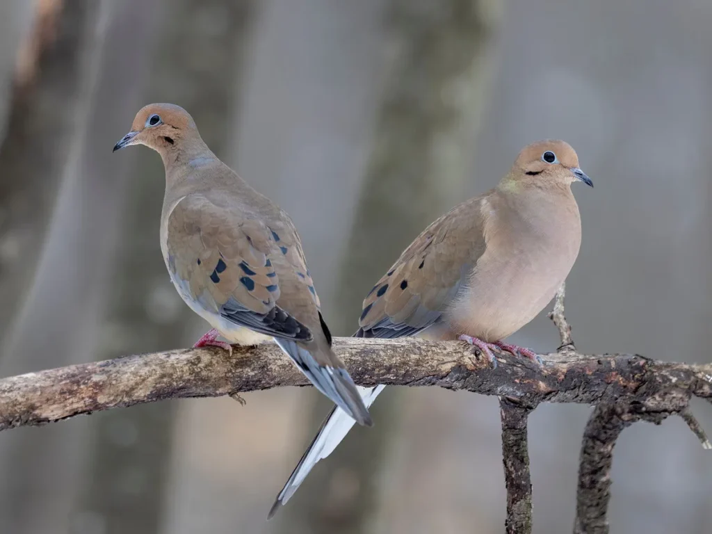 do-mourning-doves-eat-peanuts