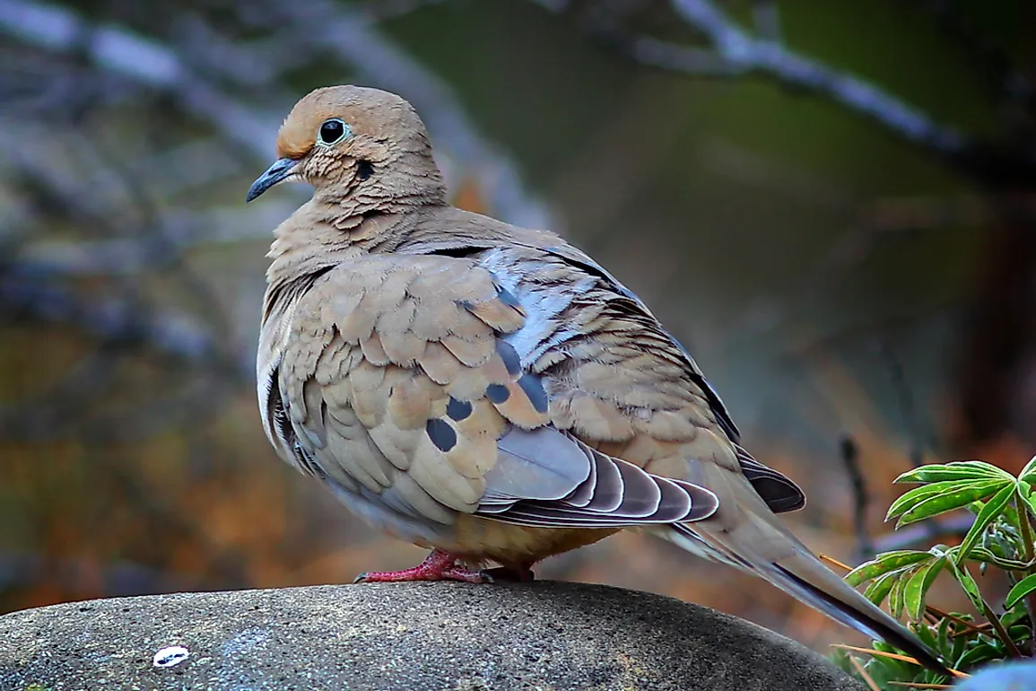 do-mourning-doves-eat-from-bird-feeders