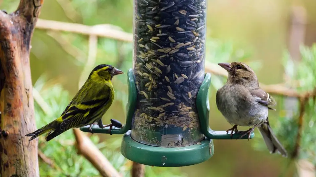 Are-Bird-Feeders-Illegal-In-California