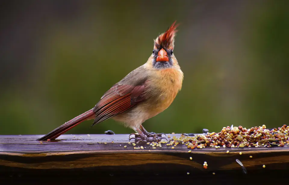 Are-Bird-Feeders-Illegal-In-California