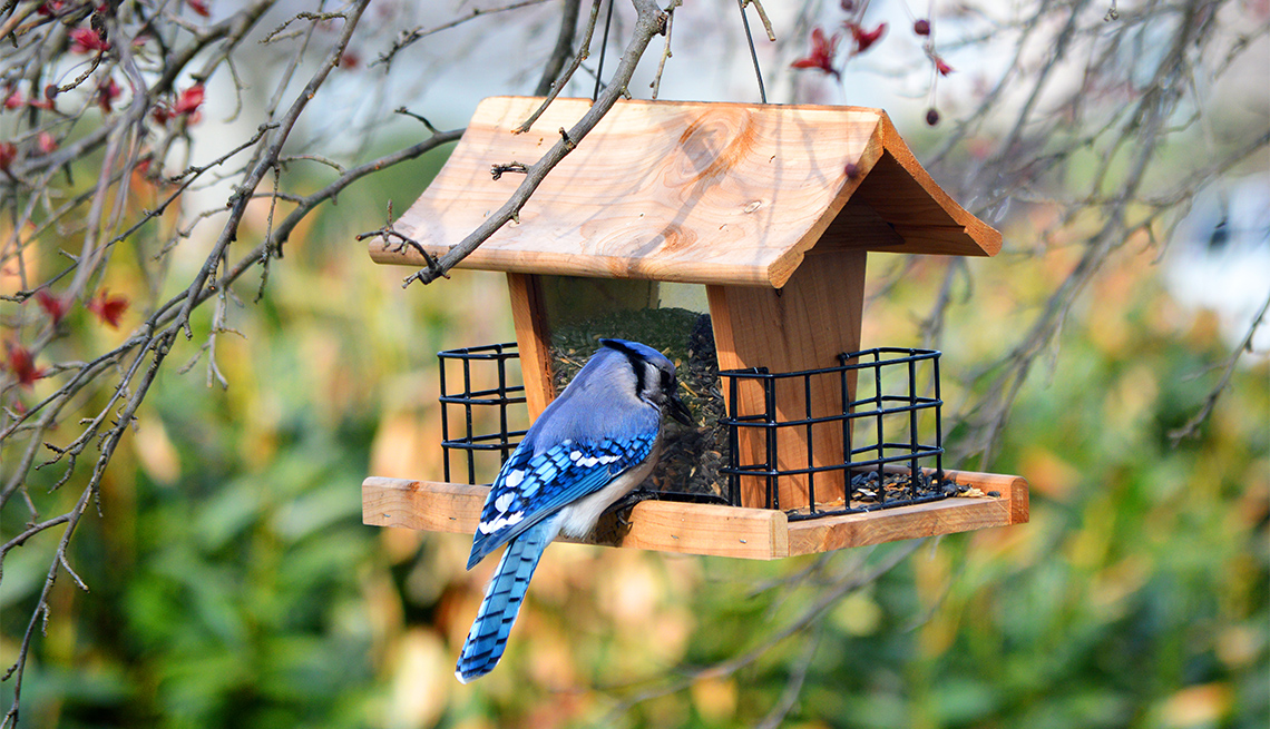 Are-Bird-Feeders-Illegal-In-California