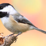 do-chickadees-eat-earthworms