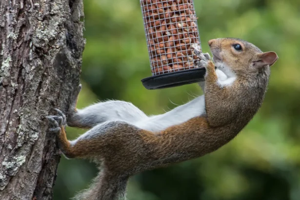 how-to-keep-squirrels-out-of-bird-feeders