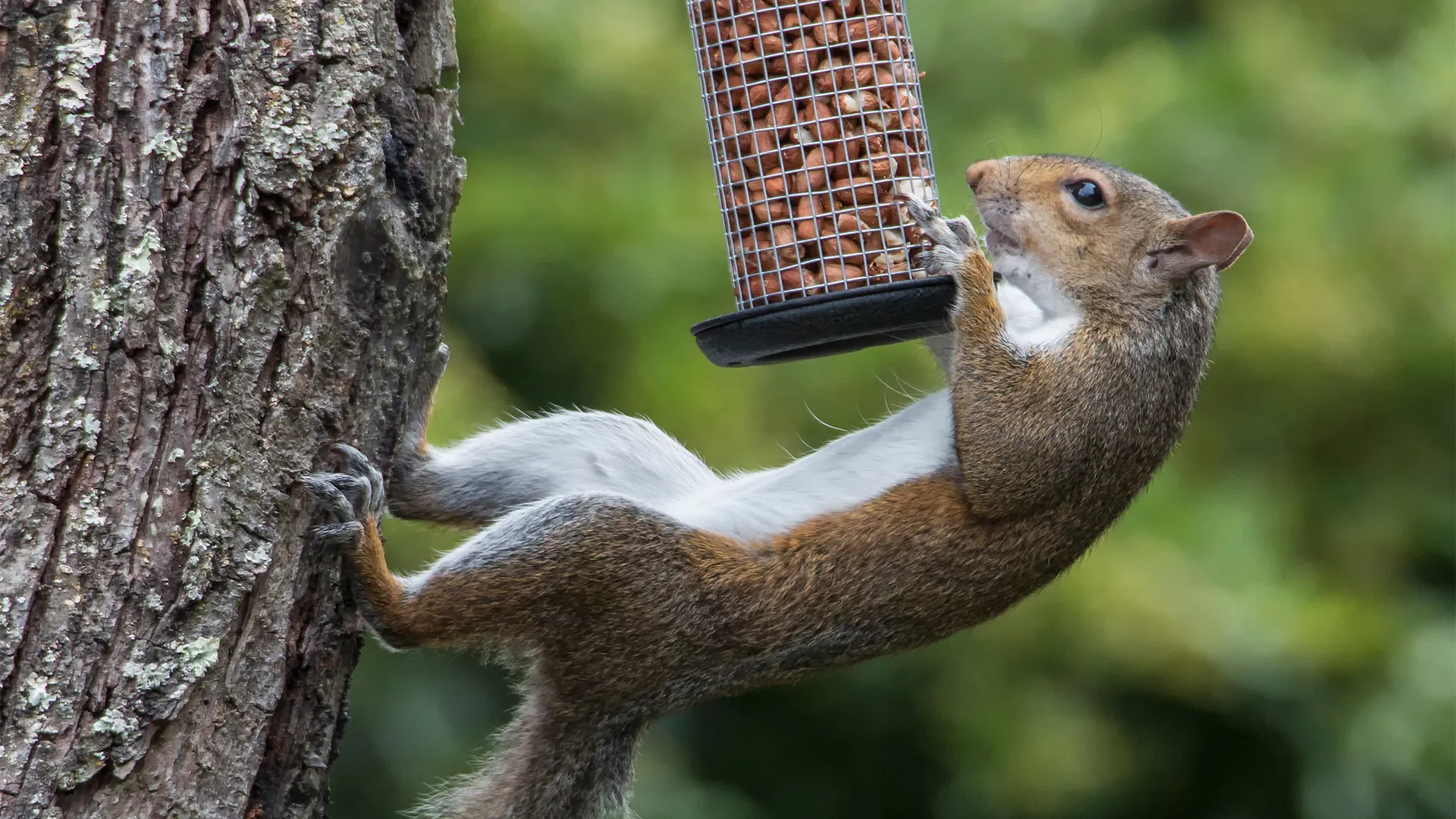 how-to-keep-squirrels-out-of-bird-feeders