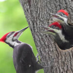 Best-Bird-Feeders-For-Pileated-Woodpeckers