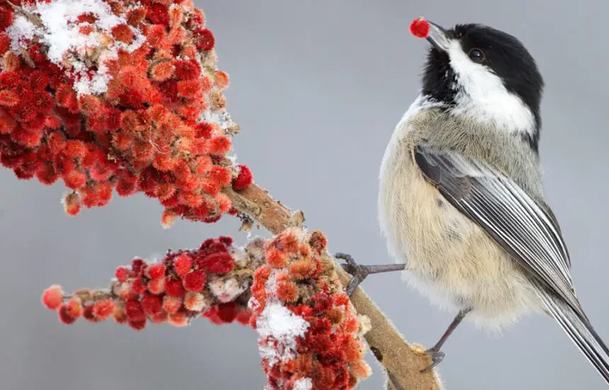 What-Do-Baby-Chickadees-Eat