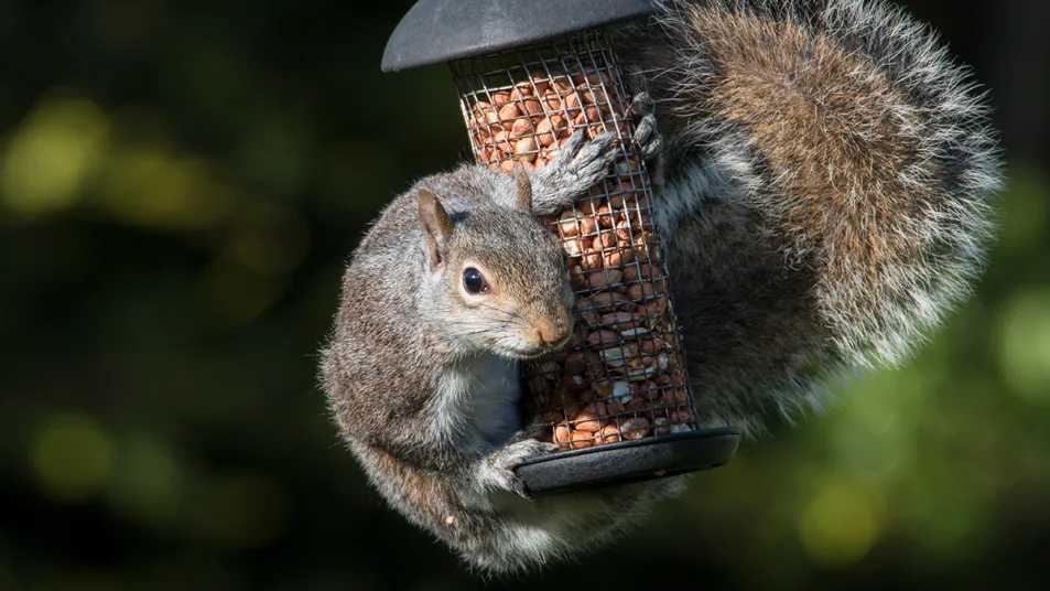 how-to-keep-squirrels-out-of-bird-feeders