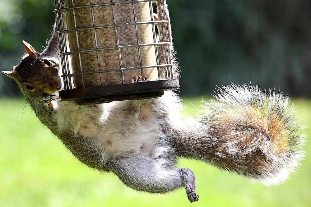 how-to-keep-squirrels-out-of-bird-feeders