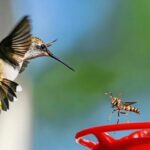 how-to-protect-hummingbirds-from-predators