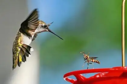 how-to-protect-hummingbirds-from-predators