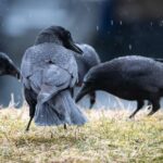 can-crows-eat-cooked-rice