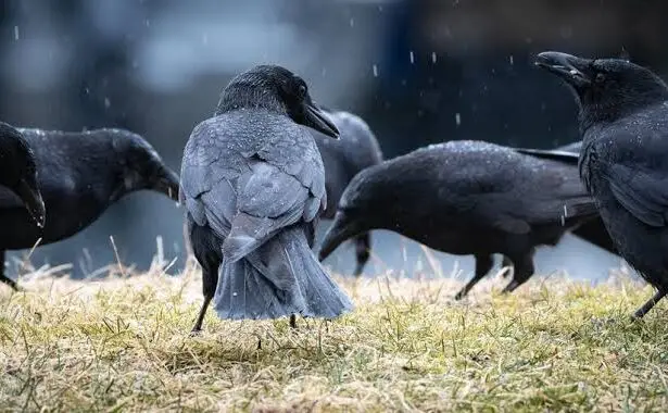 can-crows-eat-cooked-rice