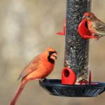 are-cardinals-ground-feeders