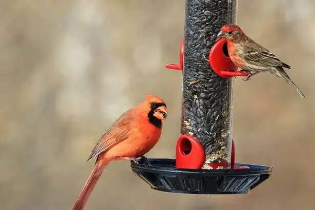 are-cardinals-ground-feeders