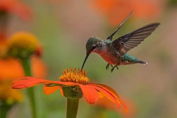 national-hummingbird-day