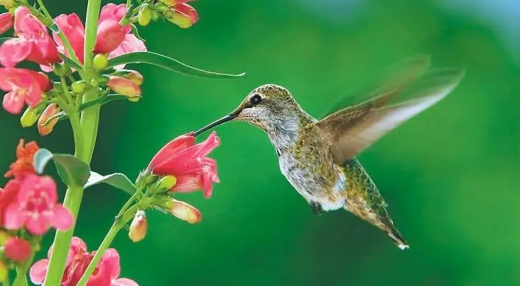 national-hummingbird-day