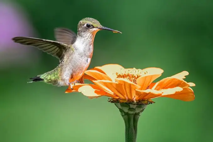 national-hummingbird-day