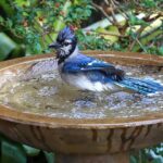 bird-friendly-garden-lacking-a-bird-bath