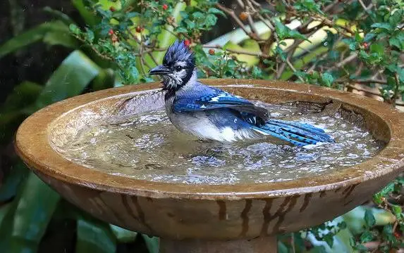 bird-friendly-garden-lacking-a-bird-bath