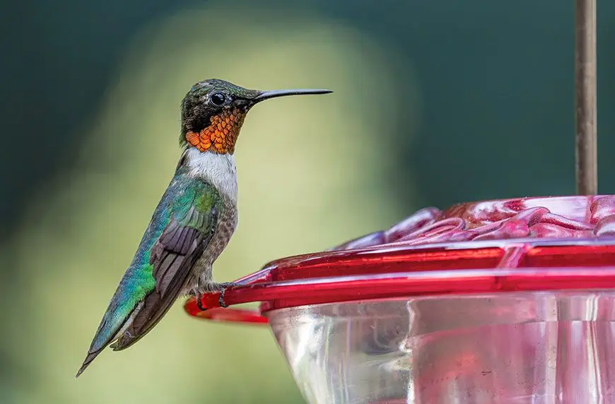 national-hummingbird-day