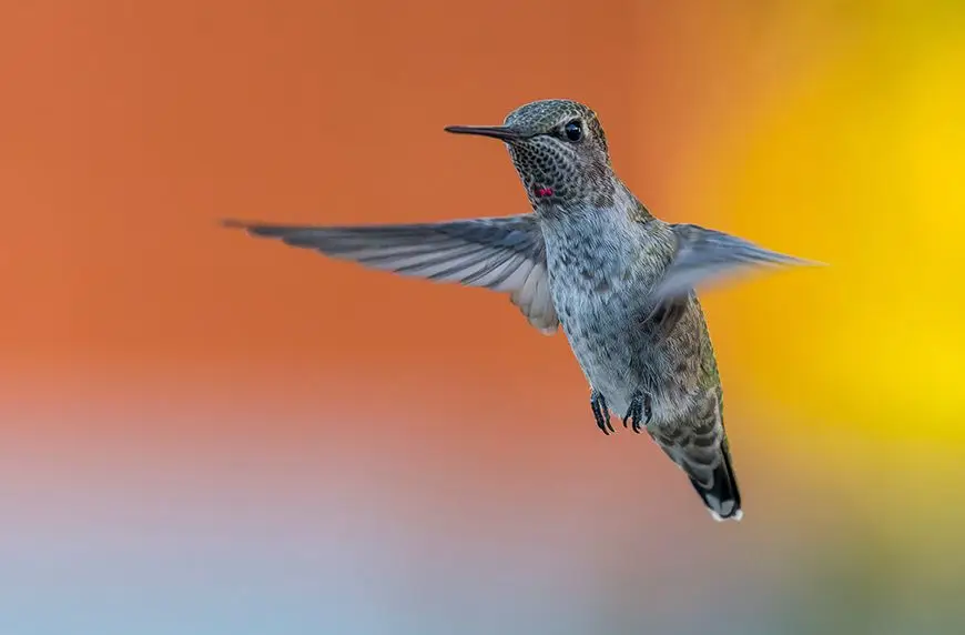 national-hummingbird-day