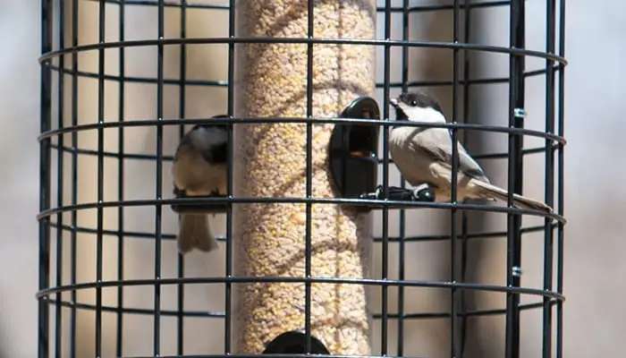 squirrels-proof-feeders