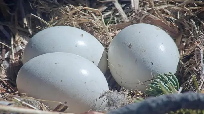 Eagle-Eggs-Size-Comparison