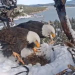 How-Big-Are-Eagle-Eggs