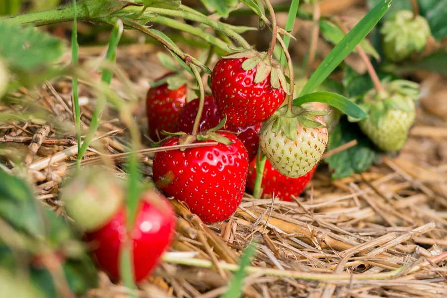 How-to-Keep-Birds-Away-From-Strawberry-Plants