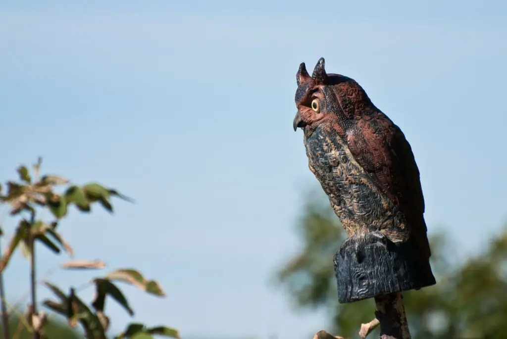 How-to-Keep-Birds-Away-From-Strawberry-Plants