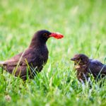 How-to-Keep-Birds-Away-From-Strawberry-Plants