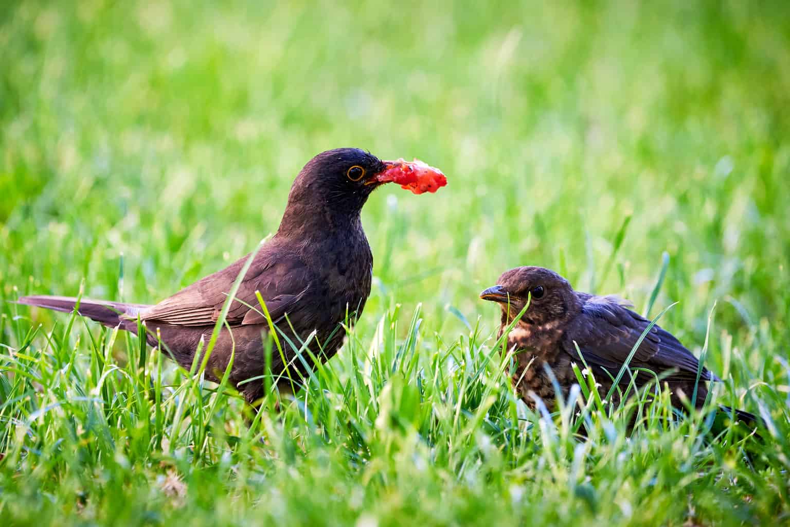 How-to-Keep-Birds-Away-From-Strawberry-Plants