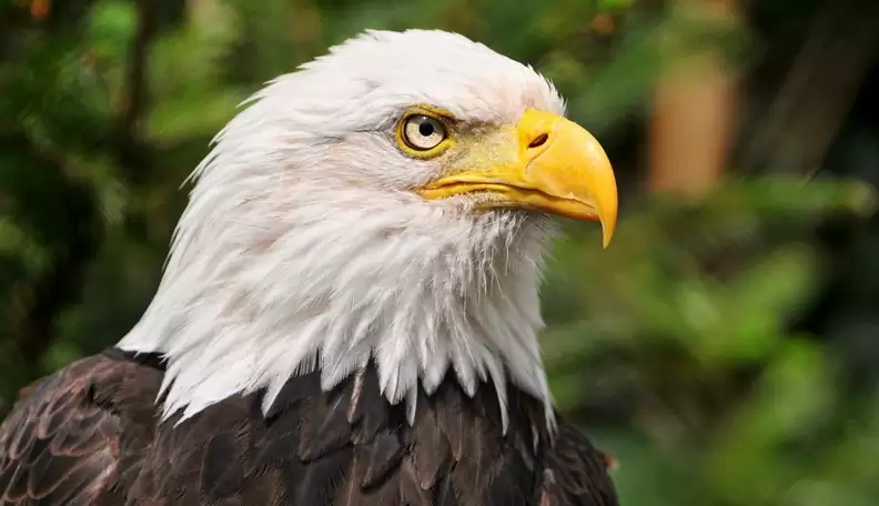 american-bald-eagle