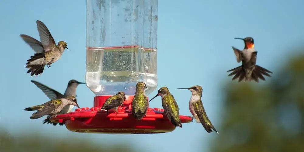 Bird-Feeder-Placement-Tips